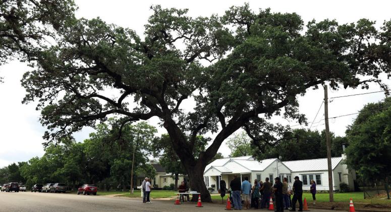 12th Historic Cuero Tree Named